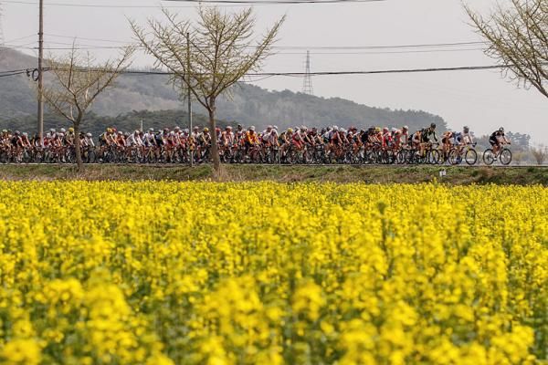The peloton makes its way from Buyeo to Gwangju during stage 2 at the Tour de Korea.