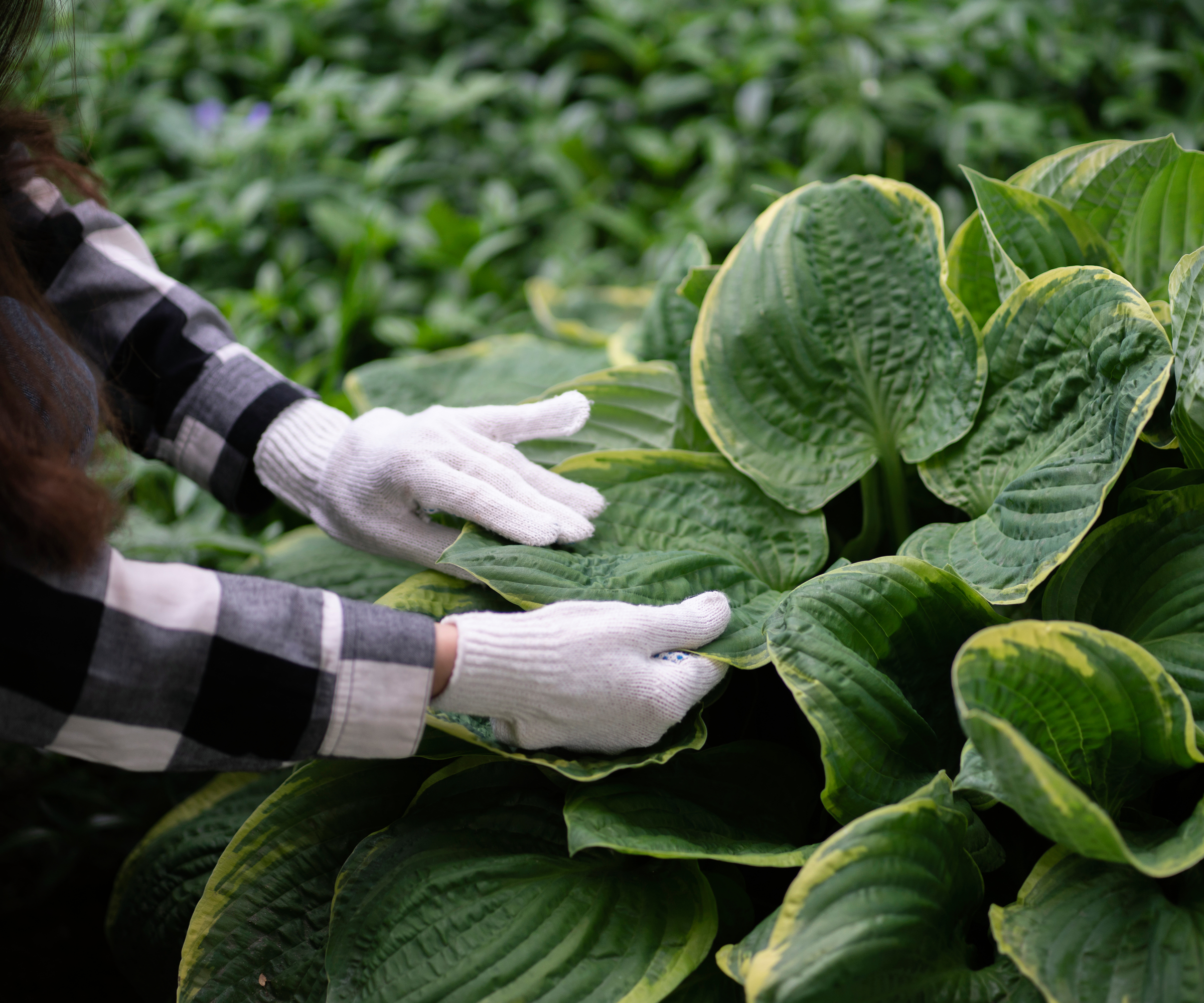 Gloved hands studying hosta leaves