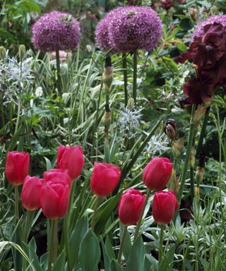 Tulips and allium in full bloom