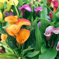 calla lilies in bloom