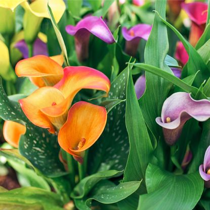 calla lilies in bloom