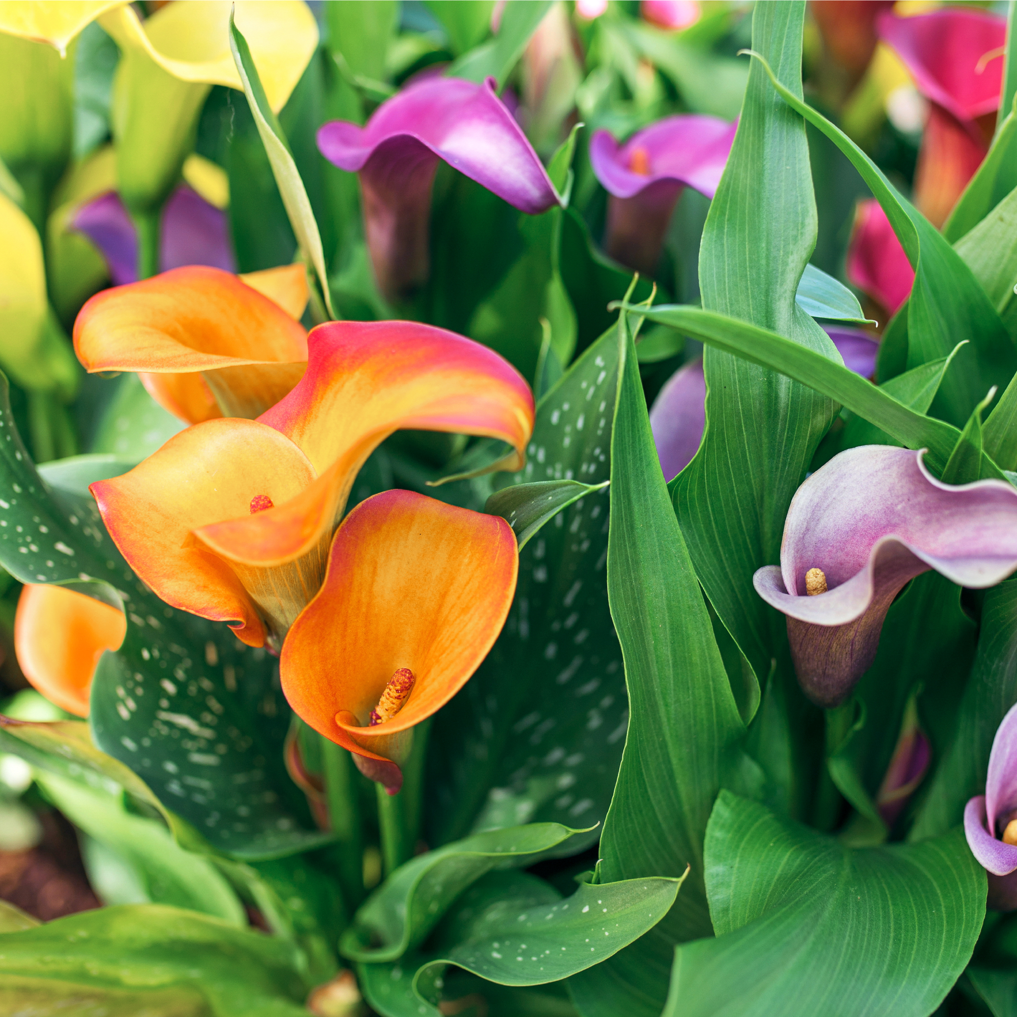 calla lilies in bloom