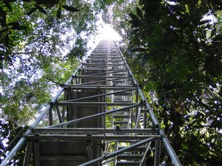 Scientific measurement tower in the rainforest at the ATTO site (March 2012).