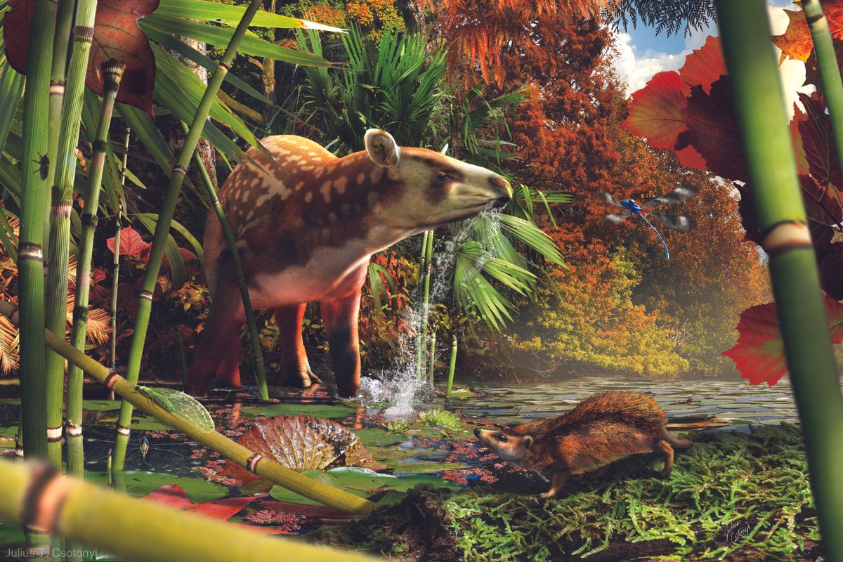 An artist&#039;s reconstruction shows a newfound tapiroid drinking in the shallows of an Eocene lake in British Columbia, with the small, newly identified, proto-hedgehog in the foreground.