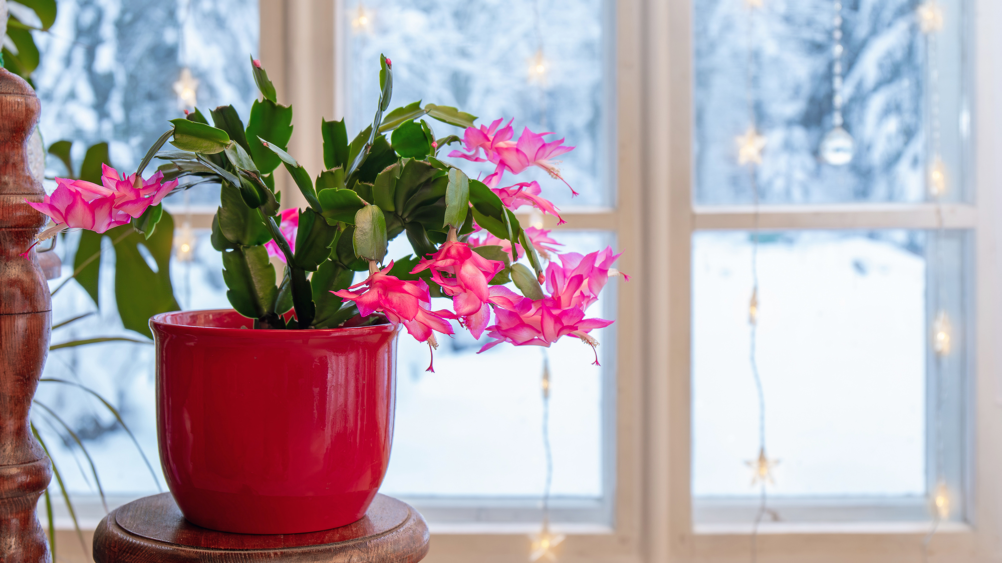 Holiday cactus on windowsill with snow and Christmas lights in the background