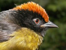 andes species, biodiversity