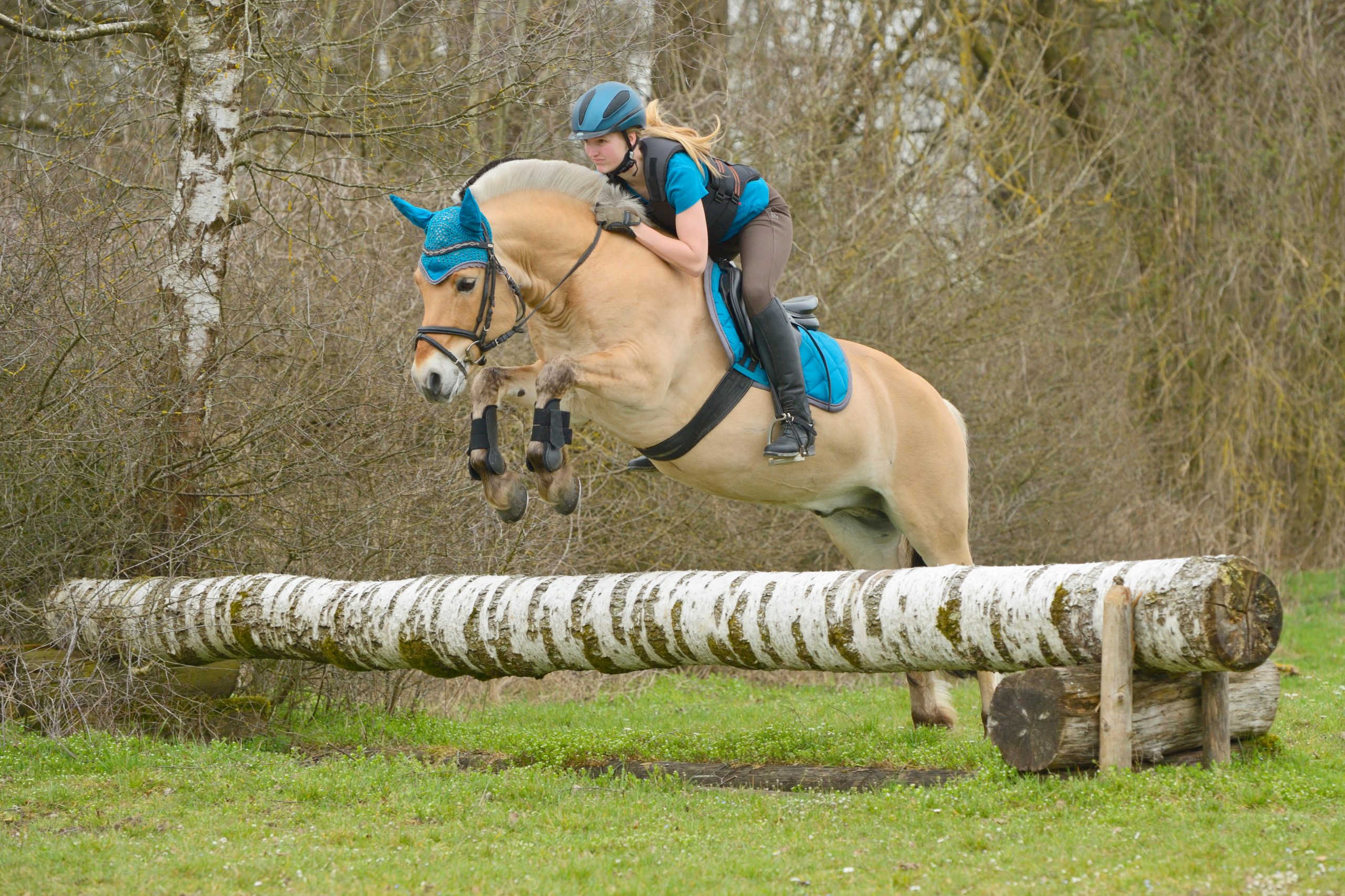 A Fjord horse competing in a cross-country competition
