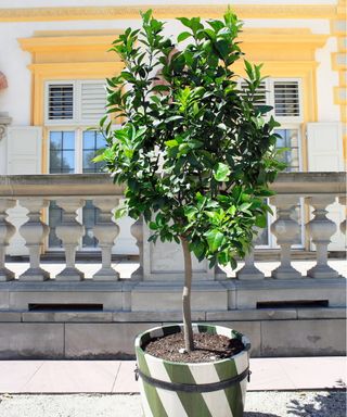 Lime tree in pot