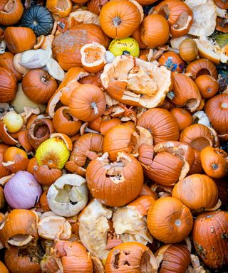 Pumpkins in compost pile