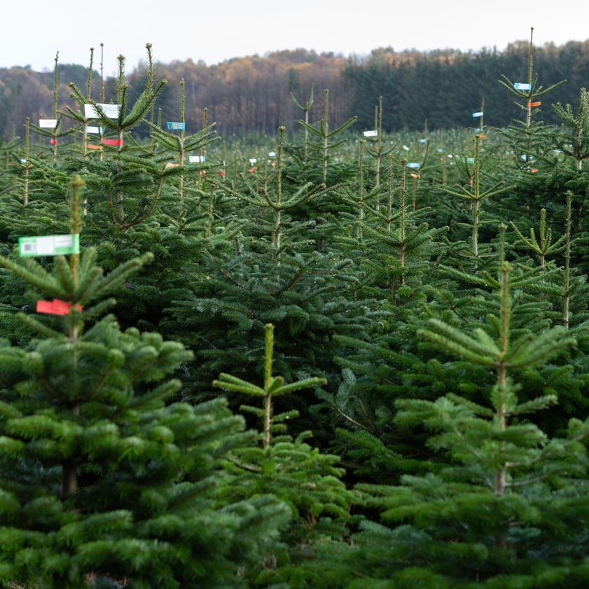 Next week pick up a REAL Lidl Christmas tree from just £17.99