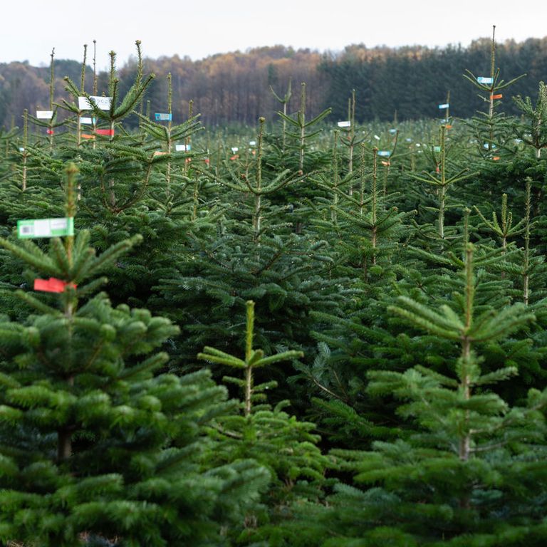 Next week pick up a REAL Lidl Christmas tree from just £17.99! Ideal Home