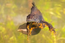 Great crested newts are among the species to benefit from the reintroduction of ponds. Credit: Alamy Stock Photo.