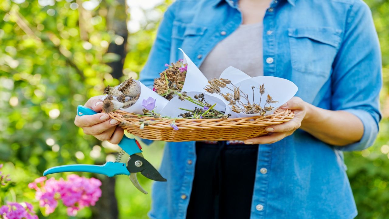 A woman in a blue shirt holding a basket of dried poppy, calendula and aquilegia seeds 