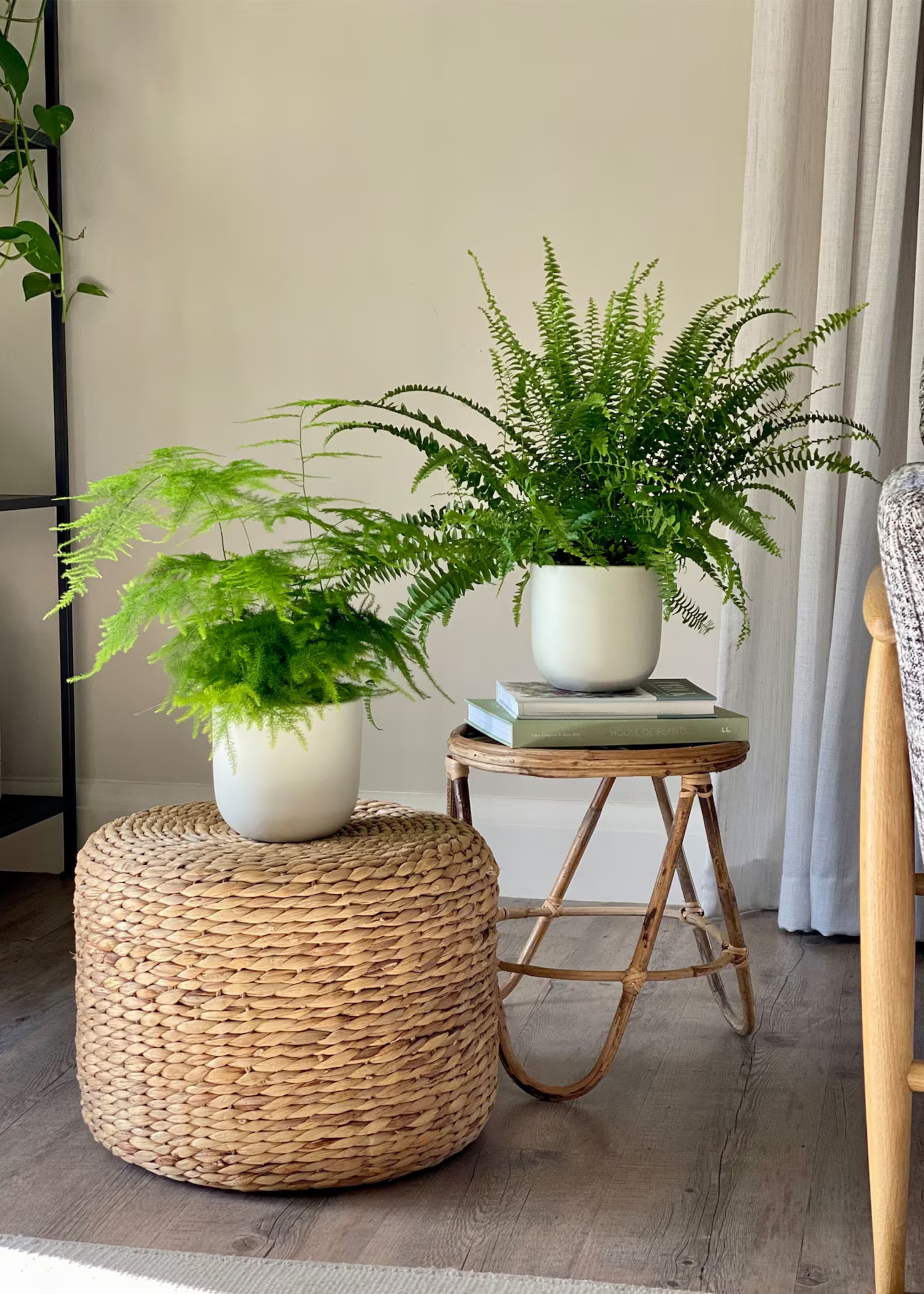 A pair of potted ferns on a woven pouf and a wicker side table