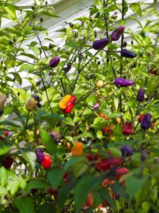 Mexico? Spain? No. These chilli plants were grown in West Sussex.