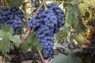 Grenache wine grapes