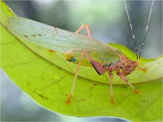 a photo of a new species of crayola katydid discovered in suriname