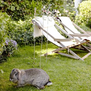 garden deckchair with grey bunny