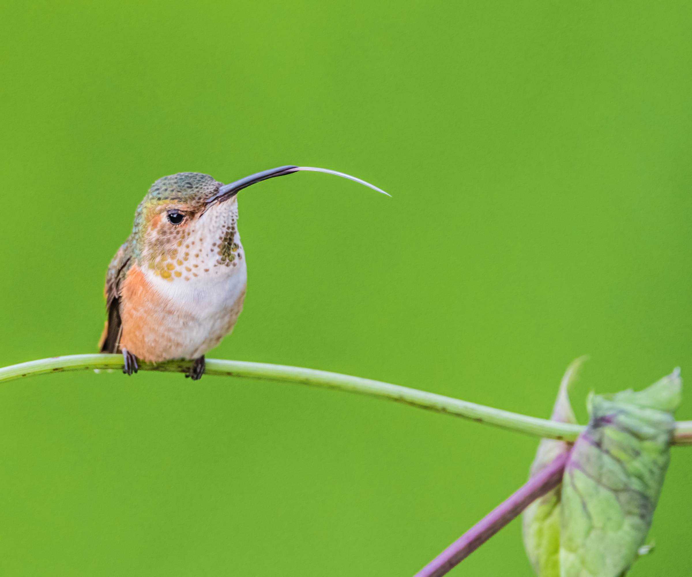 Hummingbird sticking out its tongue