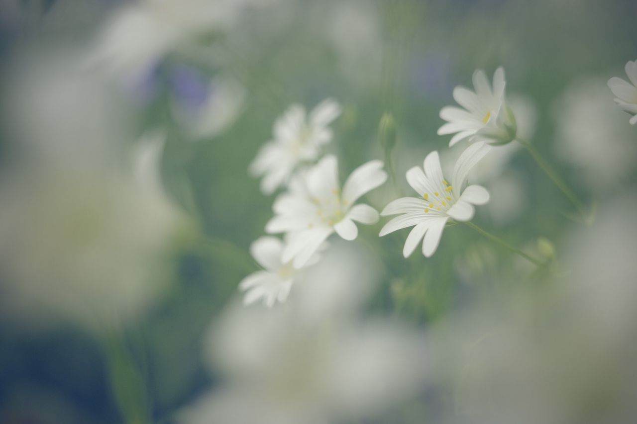 Closeup of flowers through out of focus flowers