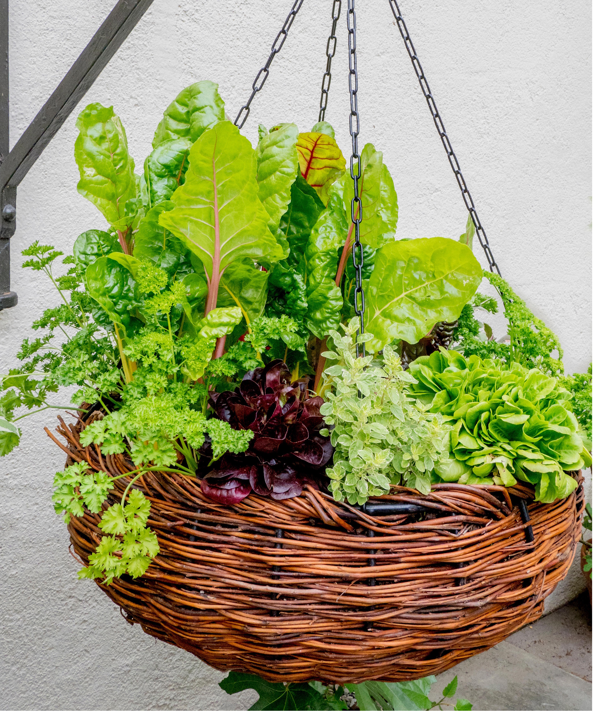 Herbs hanging basket