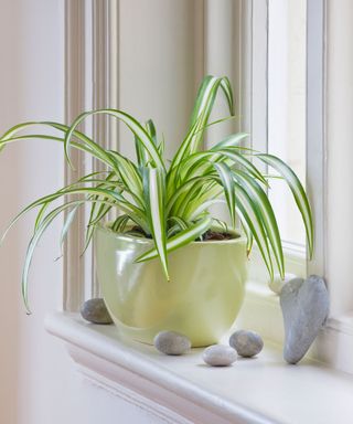 spider plant on a windowsill