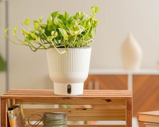 Lemon Meringue pothos plant in white self-watering planter