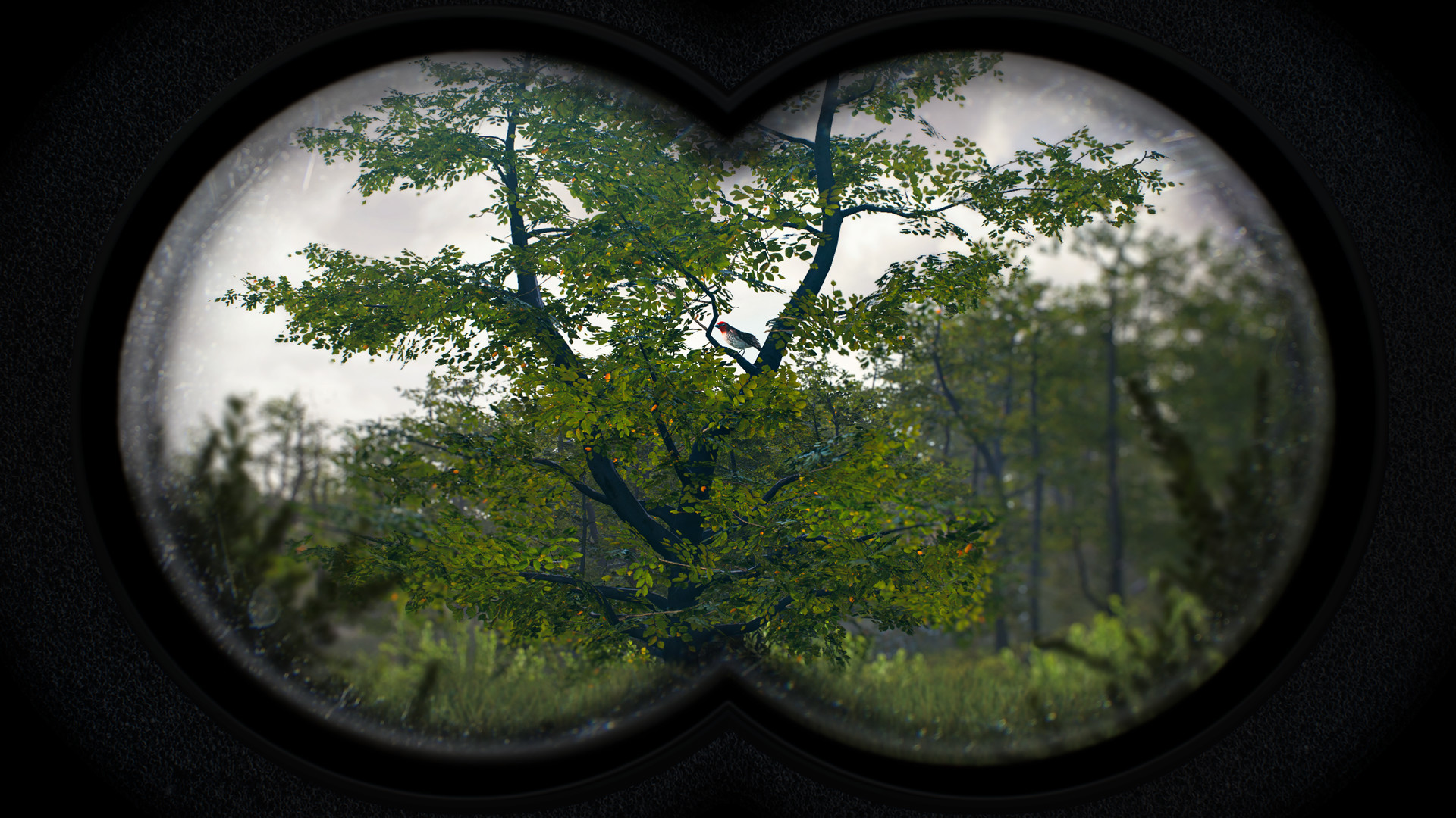 Birding Simulator: Bird Photographer showing a bird through some binoculars in a tree