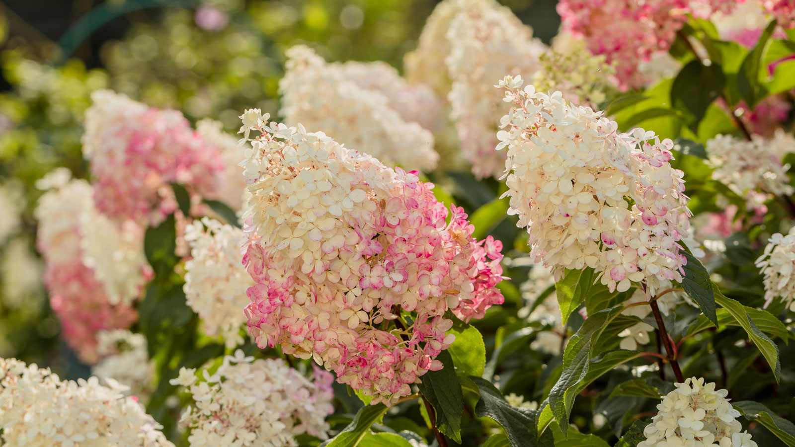 Vanilla Strawberry hydrangea in full bloom