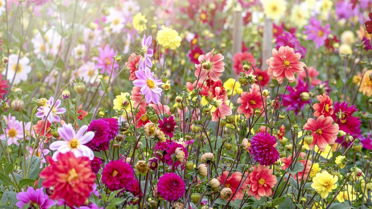 Flower experts reveal how to grow dahlias from seed | Homes & Gardens