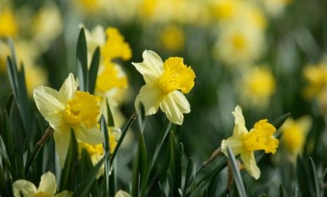 Daffodils