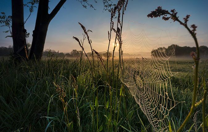 Dew on cobwebs at sunrise