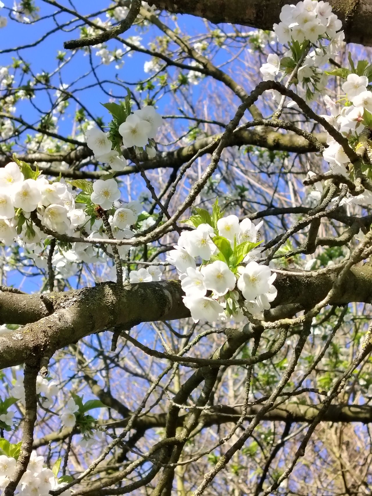 A photo captured on the OnePlus Nord CE 3 Lite 5G