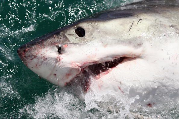 A great white shark.