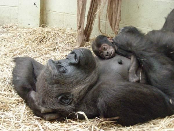 baby-gorilla-101027-02