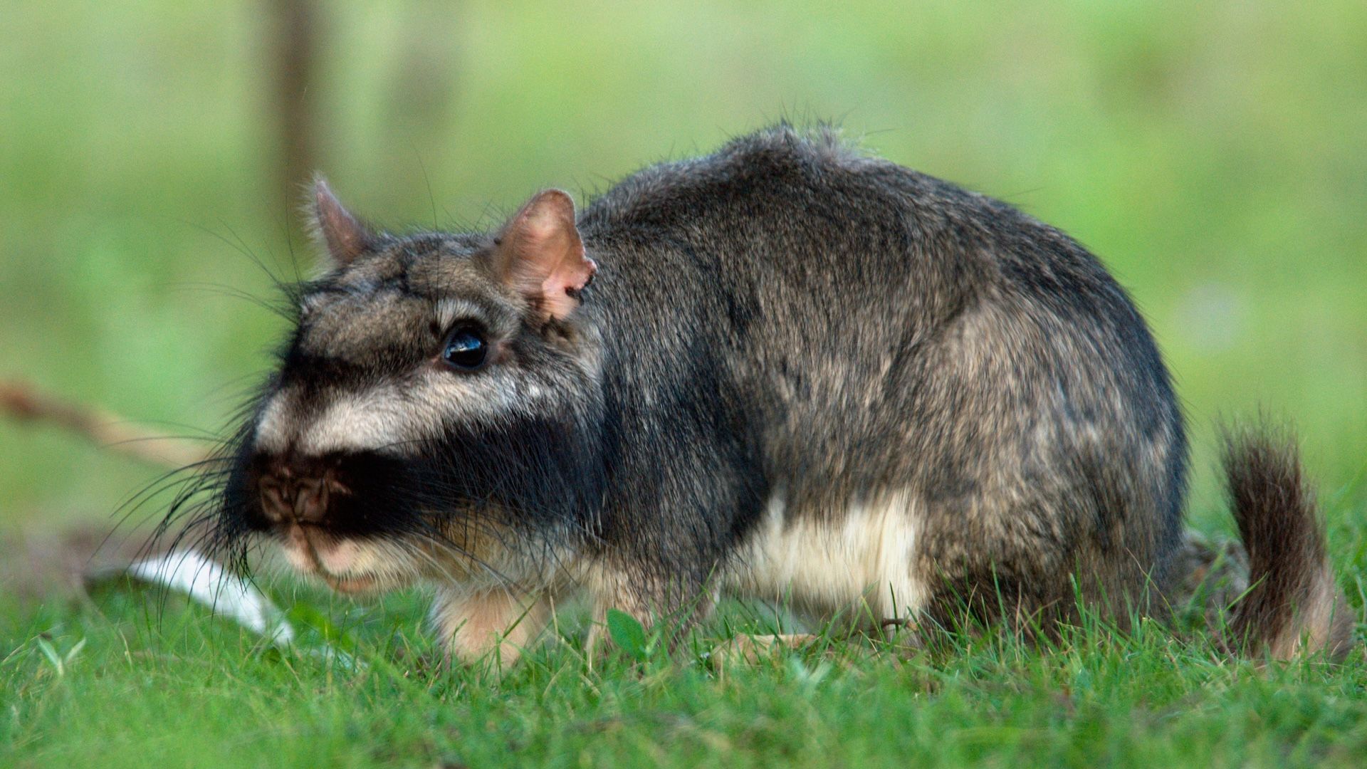 Plains viscacha: A rodent that builds vast underground cities and ...