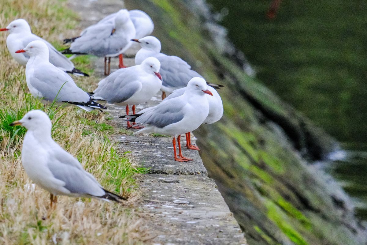 A row of birds on a riverbank