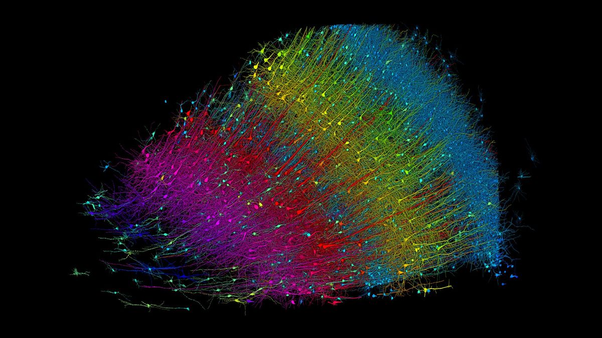 New 3D map charted with Google AI reveals ‘mysterious but beautiful’ slice of human brain