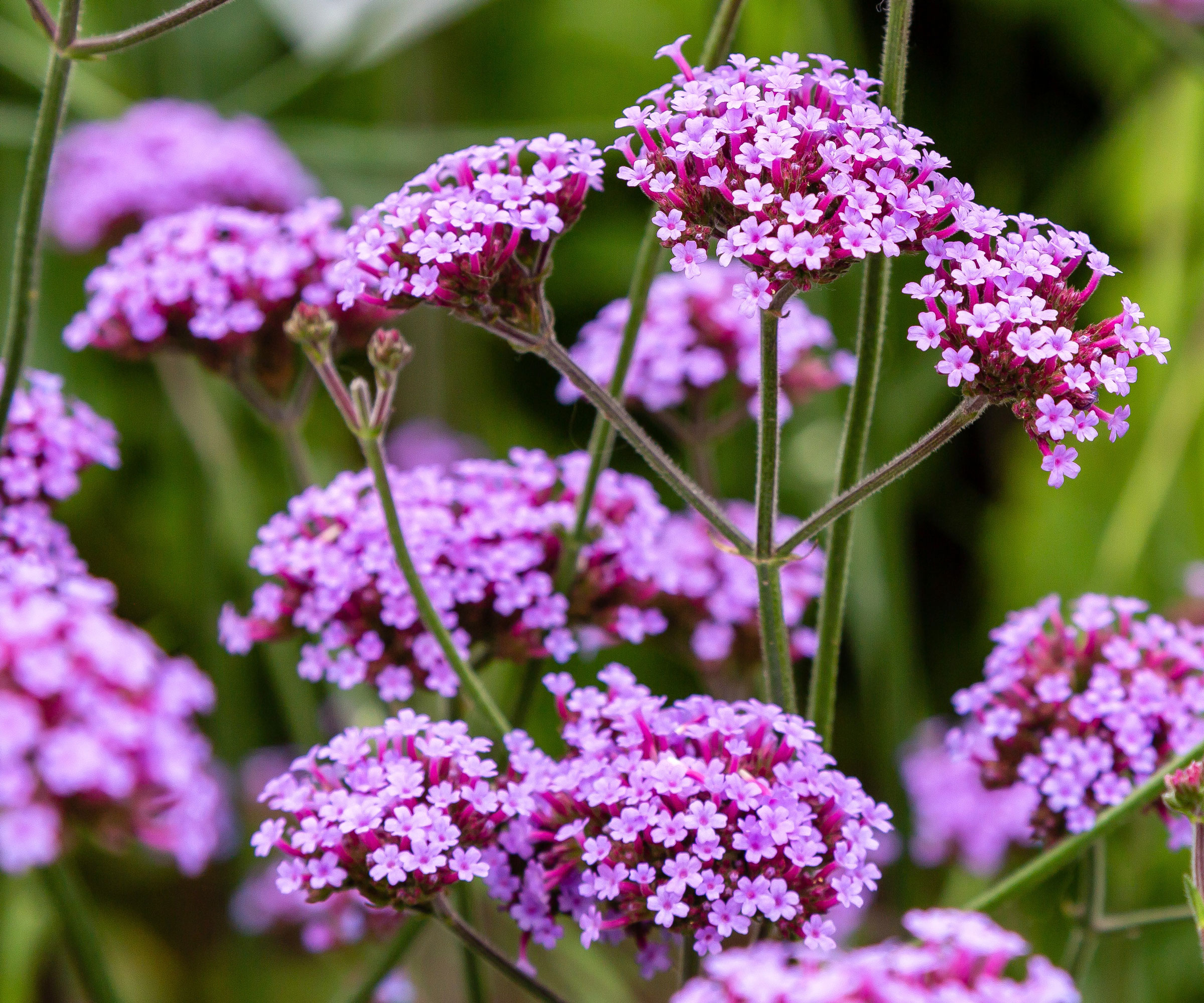 verbena bonariensis growing in garden with purple flowers