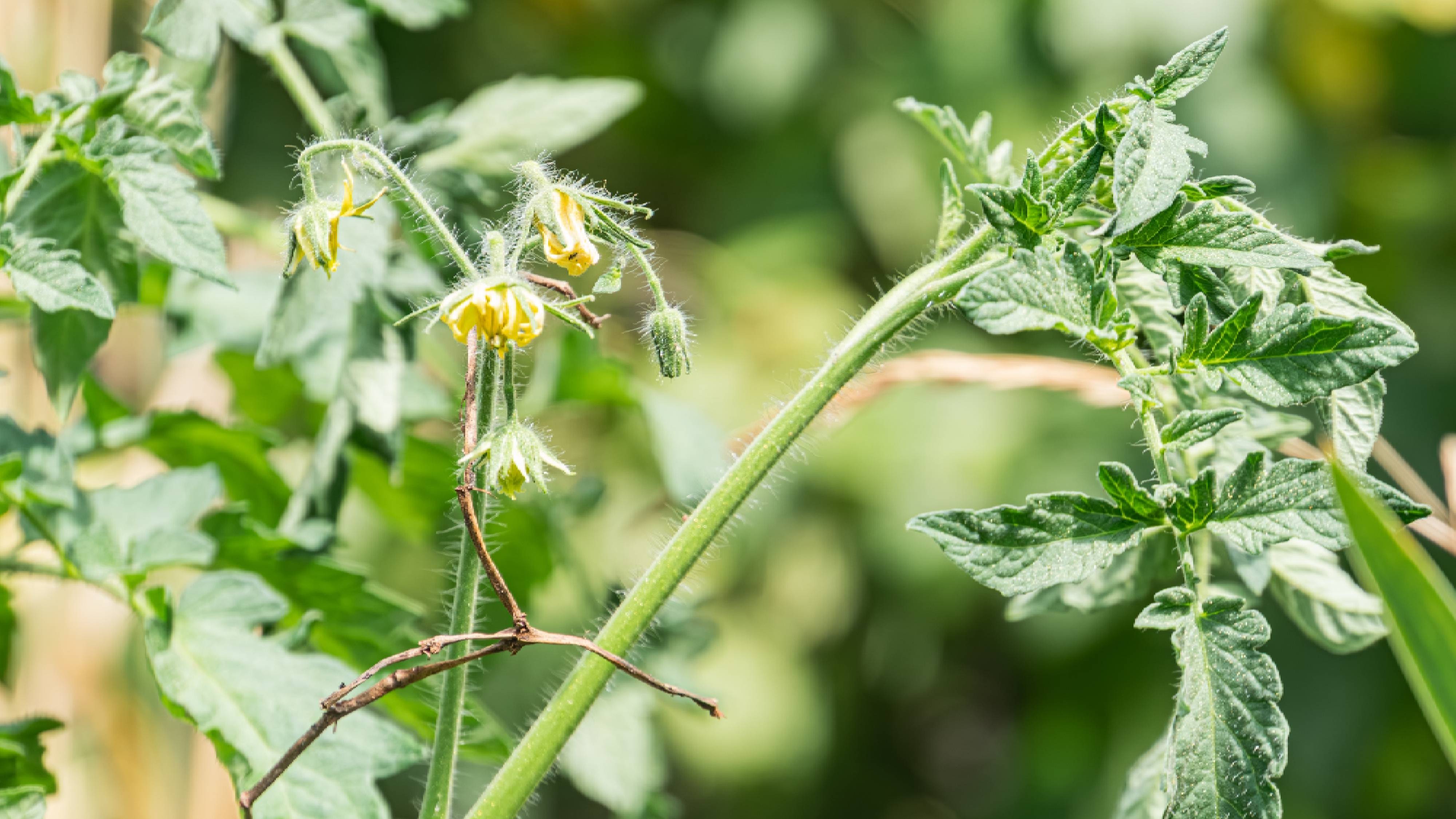 Wilting tomato plant