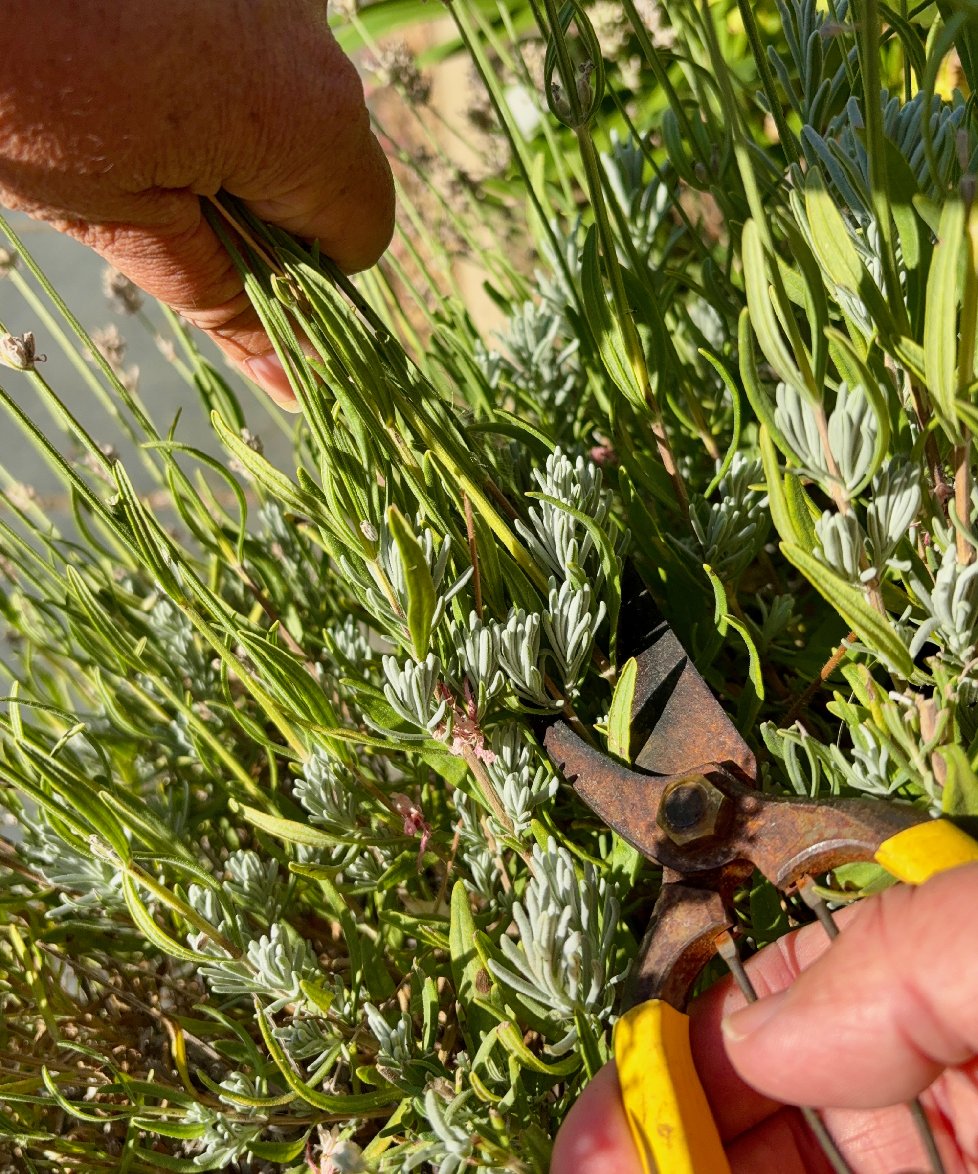 lavender being pruned in August