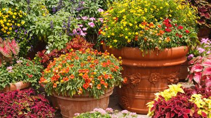 terracotta containers filled with flowering drought-tolerant plants