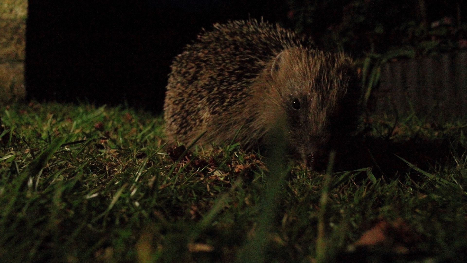 picture of hedgehog in gardens at night