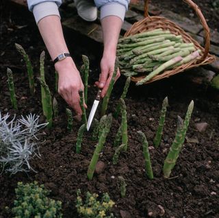 Asparagus: closeup of a gardener's hands cutting asparagus from the ground