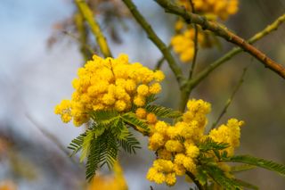 Close up of mimosa tree foliage with small yellow flowers