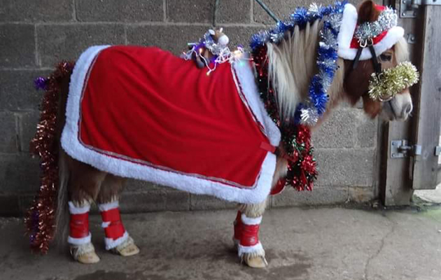 Rider xmas traditions - web feature