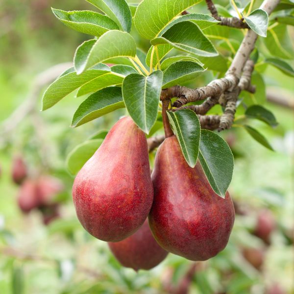 Red Bartlett Pear Tree - #3 Container 4-5 Feet