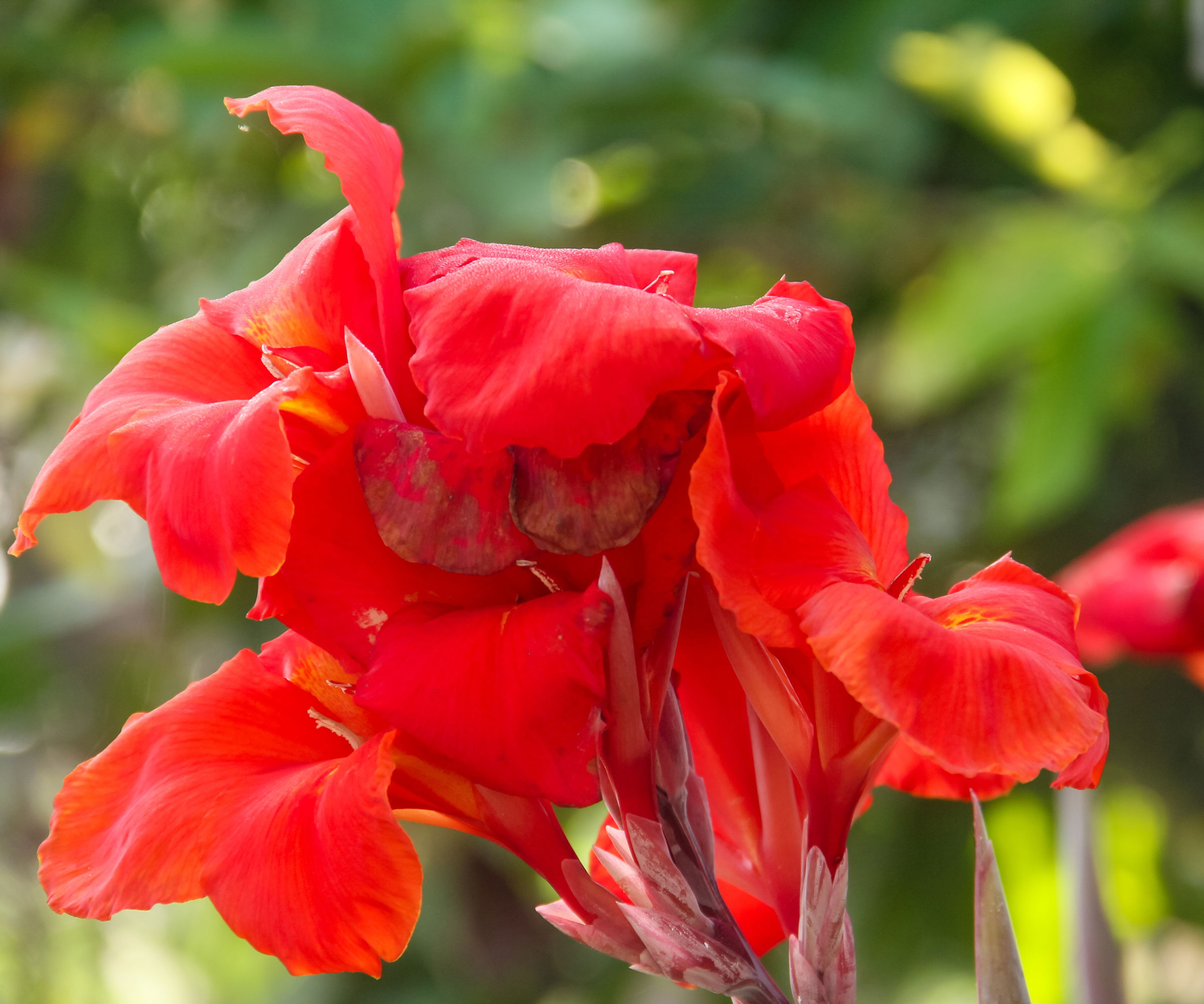 canna plant showing red flower