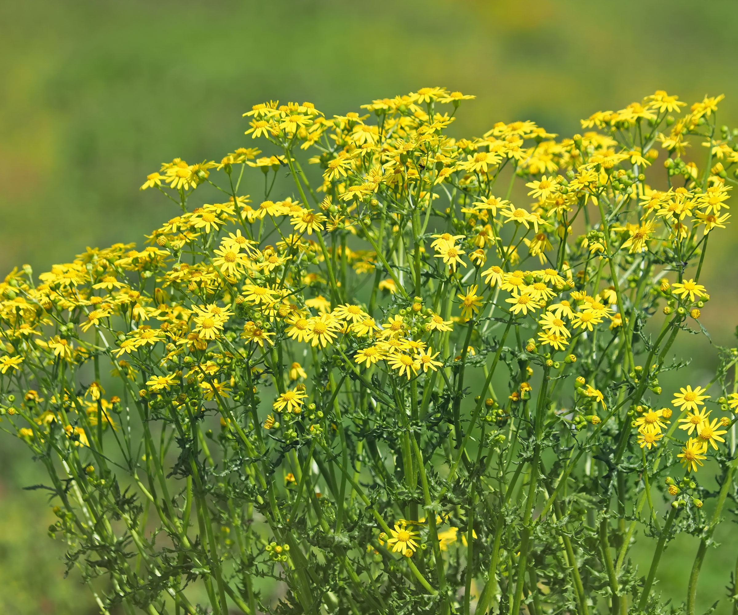 large groundsel plant with yellow flowers