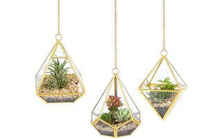 Best hanging terrariums